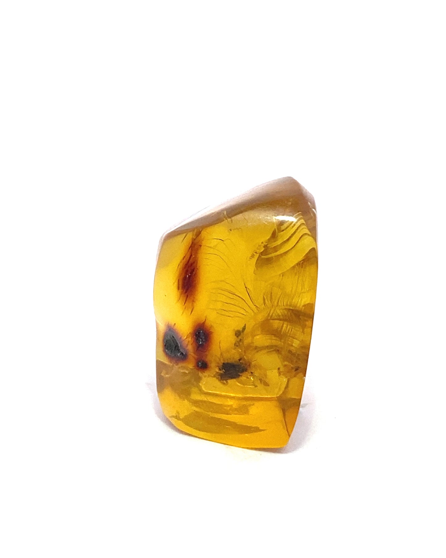 Amber with Insects from Chiapas, Mexico
