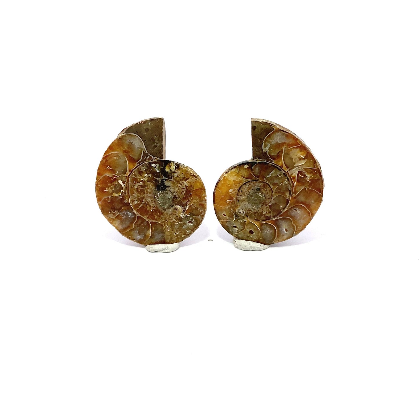 35mm Fossil Ammonite - Madagascar