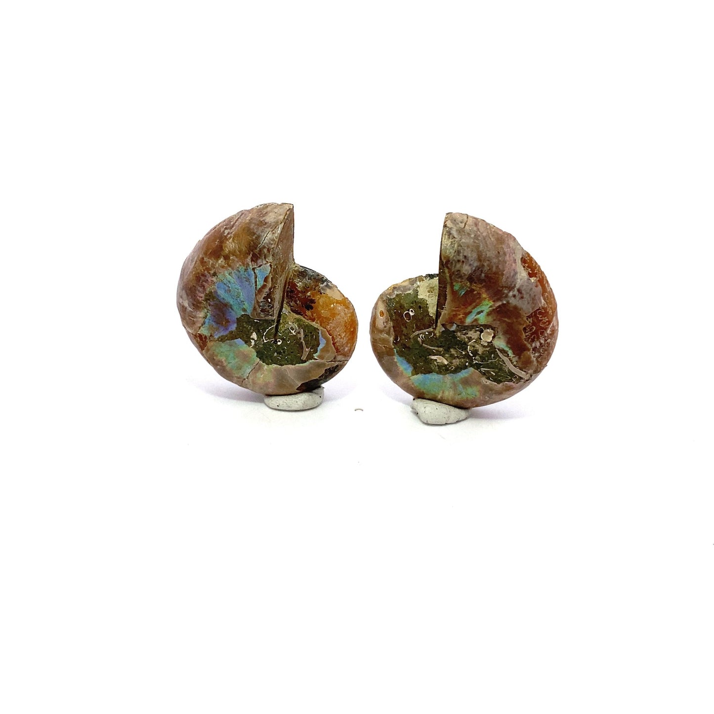 35mm Fossil Ammonite - Madagascar