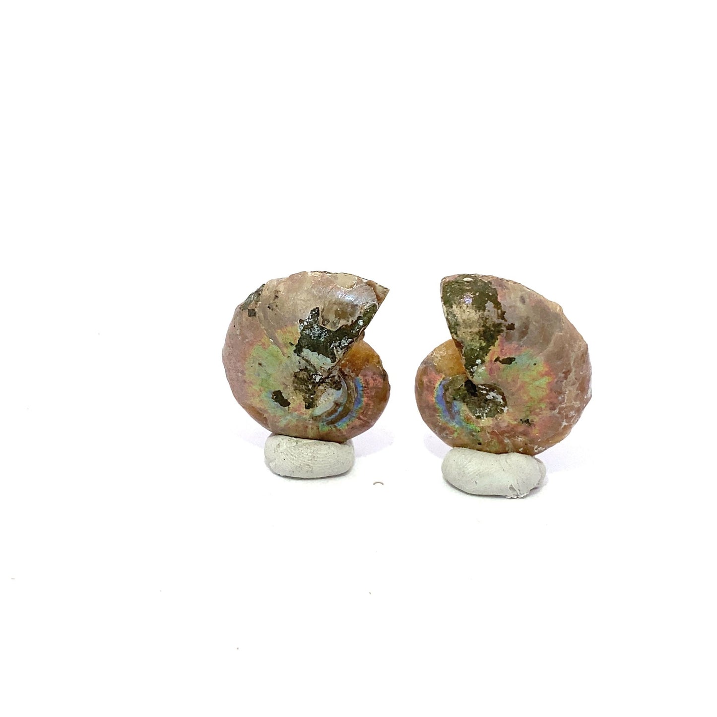 30mm Fossil Ammonite - Madagascar