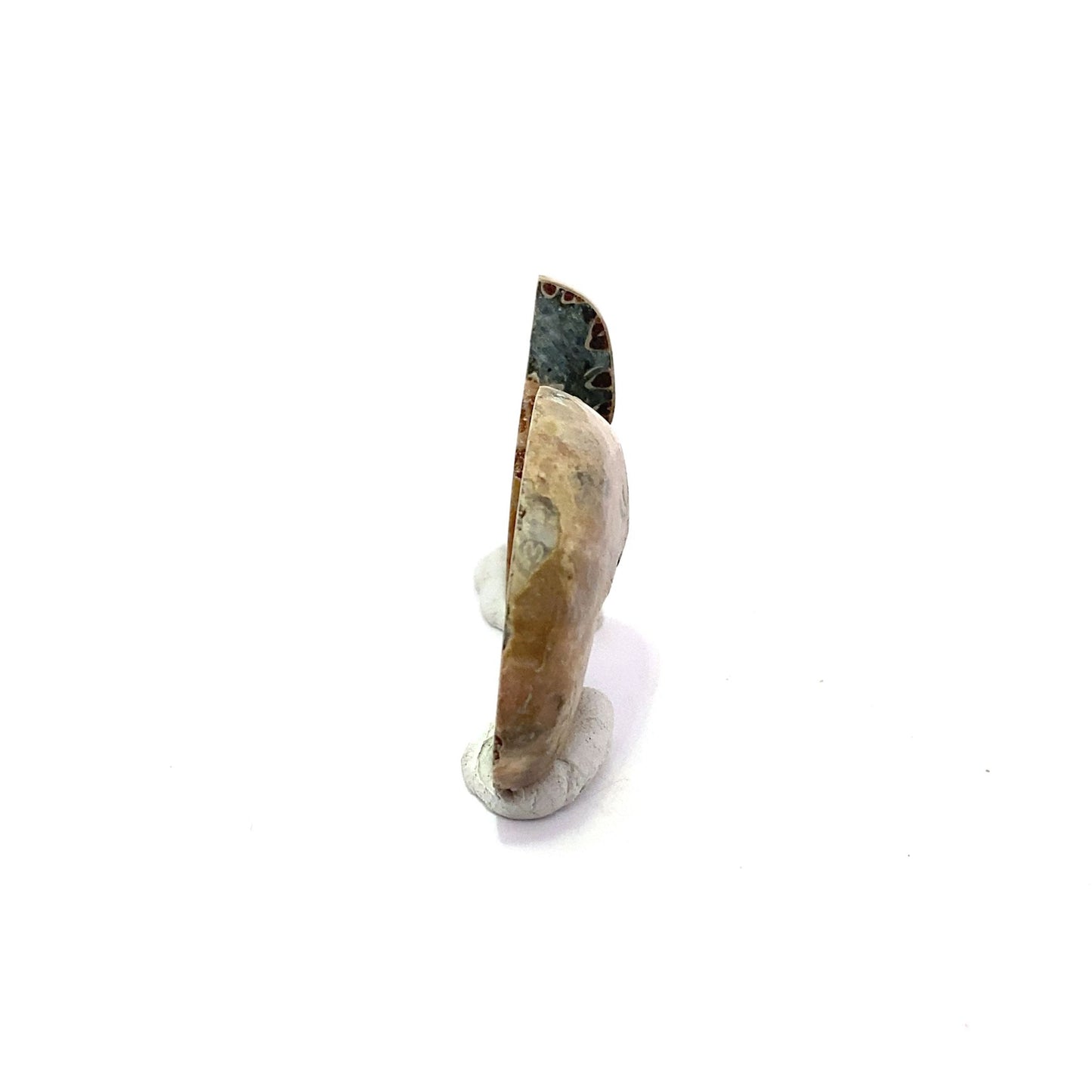 32mm Fossil Ammonite - Madagascar