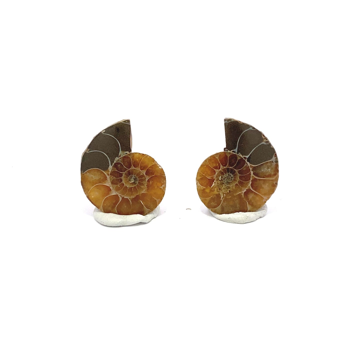 25mm Fossil Ammonite - Madagascar