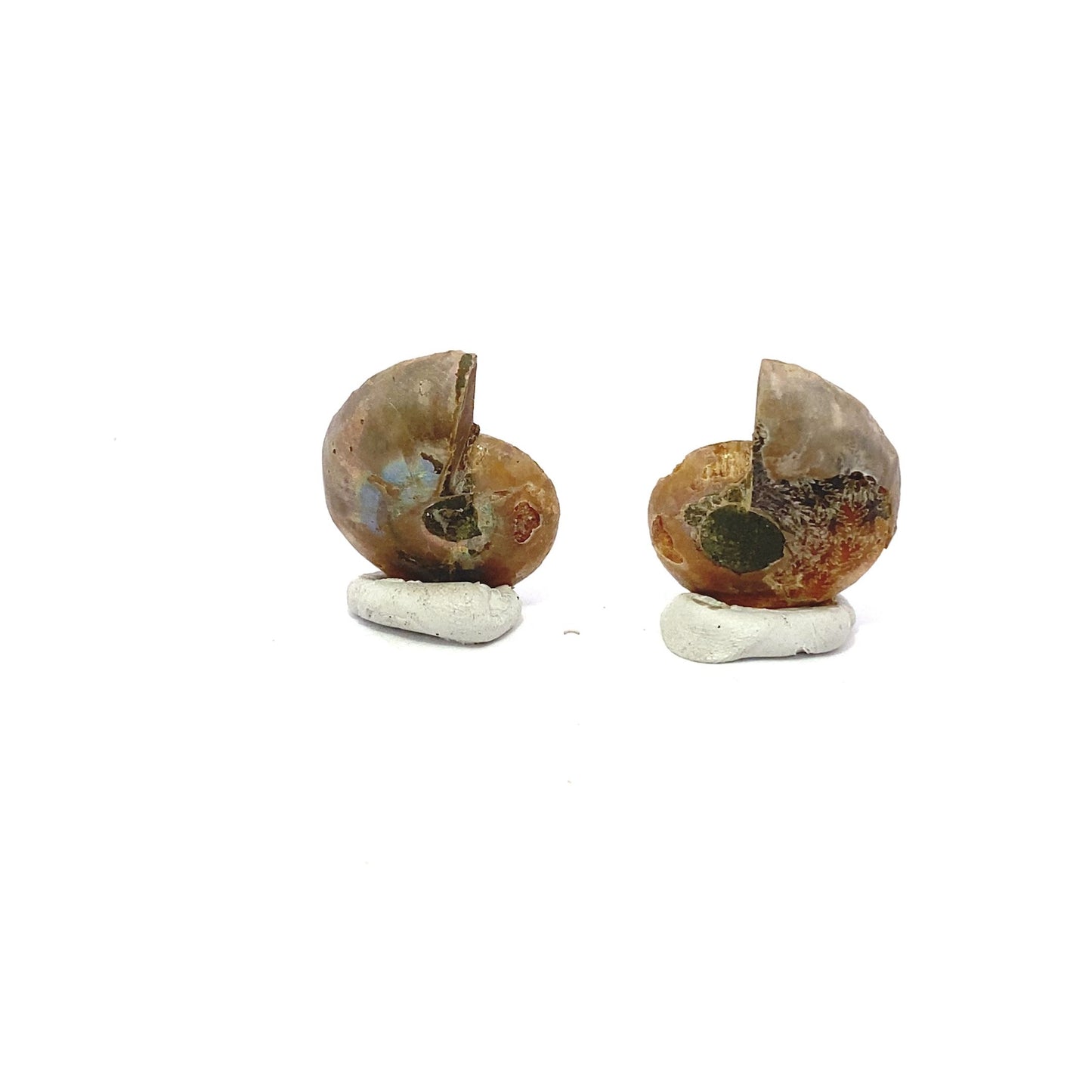 25mm Fossil Ammonite - Madagascar