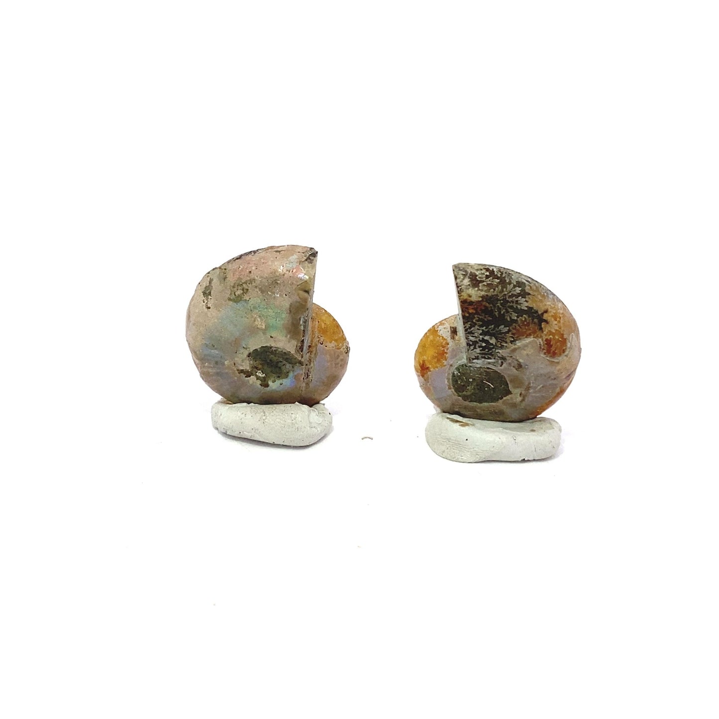 25mm Fossil Ammonite - Madagascar