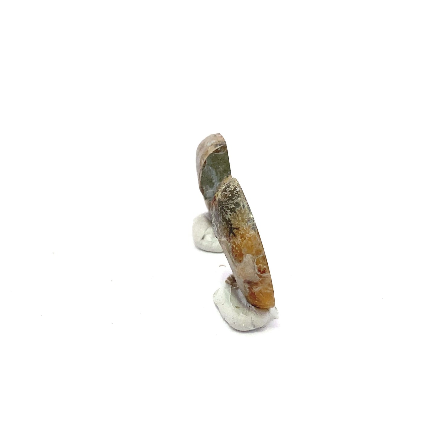 25mm Fossil Ammonite - Madagascar