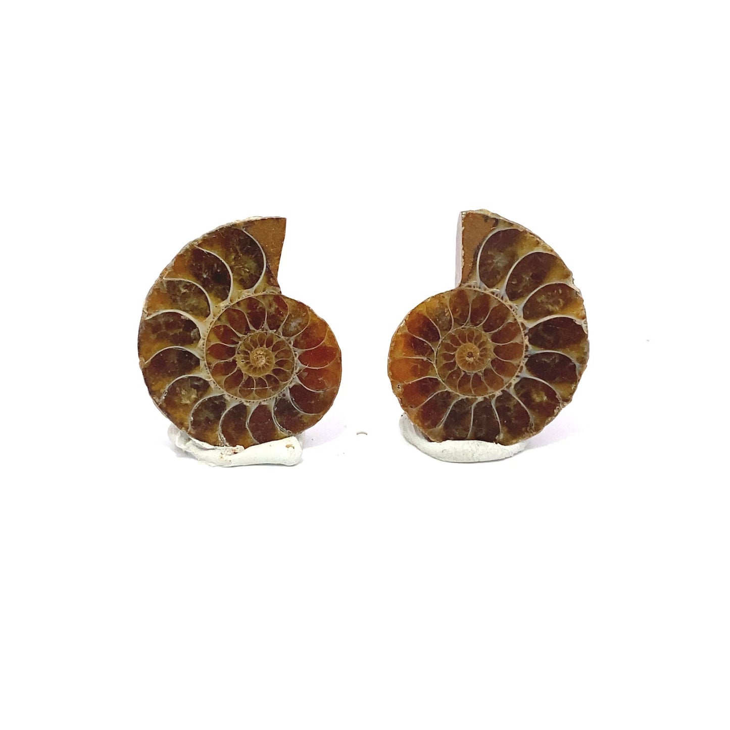 30mm Fossil Ammonite - Madagascar