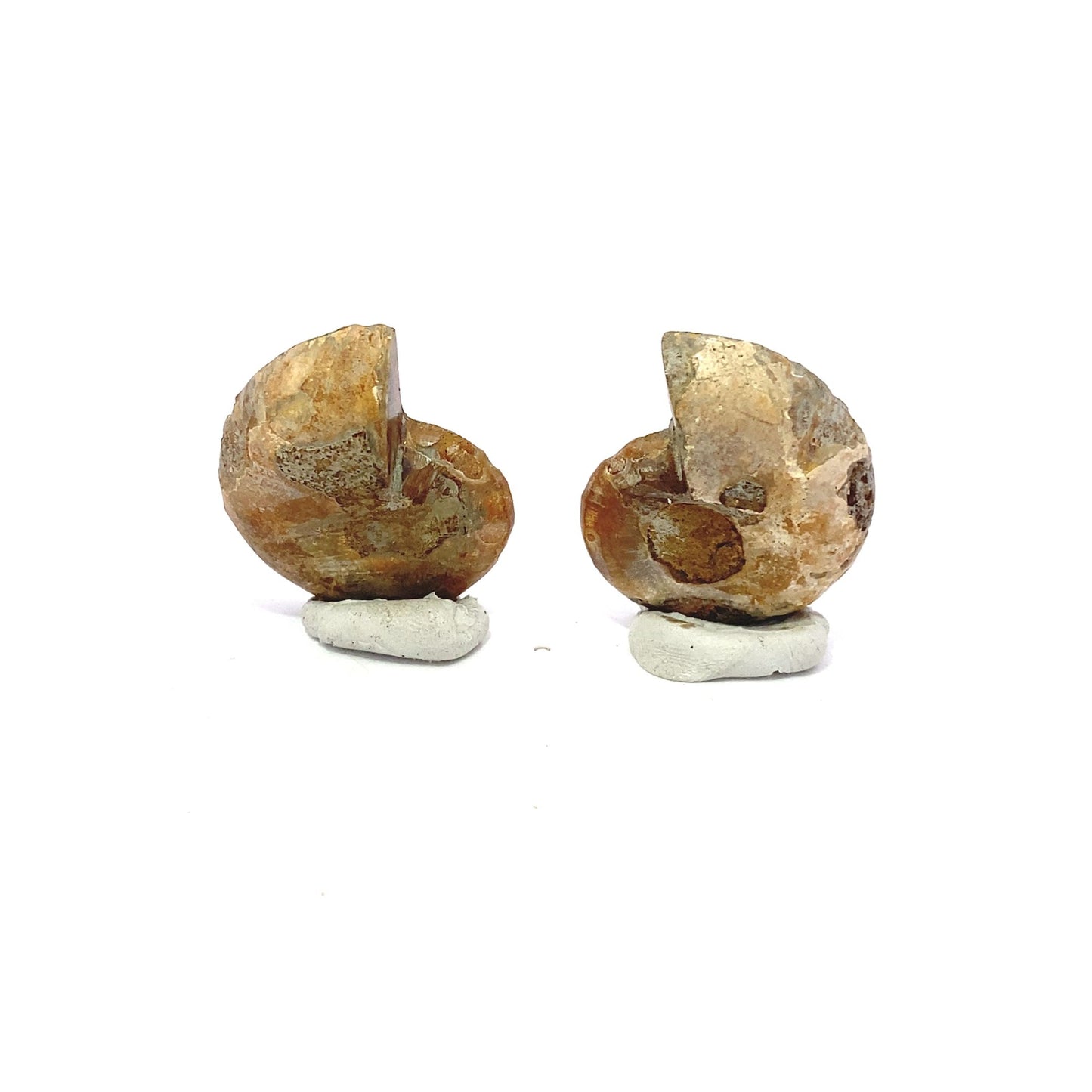 30mm Fossil Ammonite - Madagascar