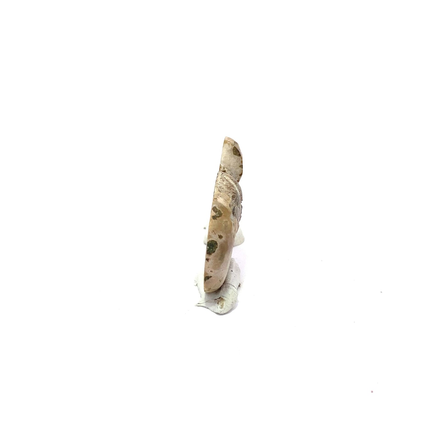 25mm Fossil Ammonite - Madagascar