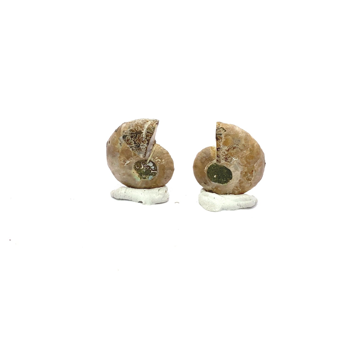 25mm Fossil Ammonite - Madagascar