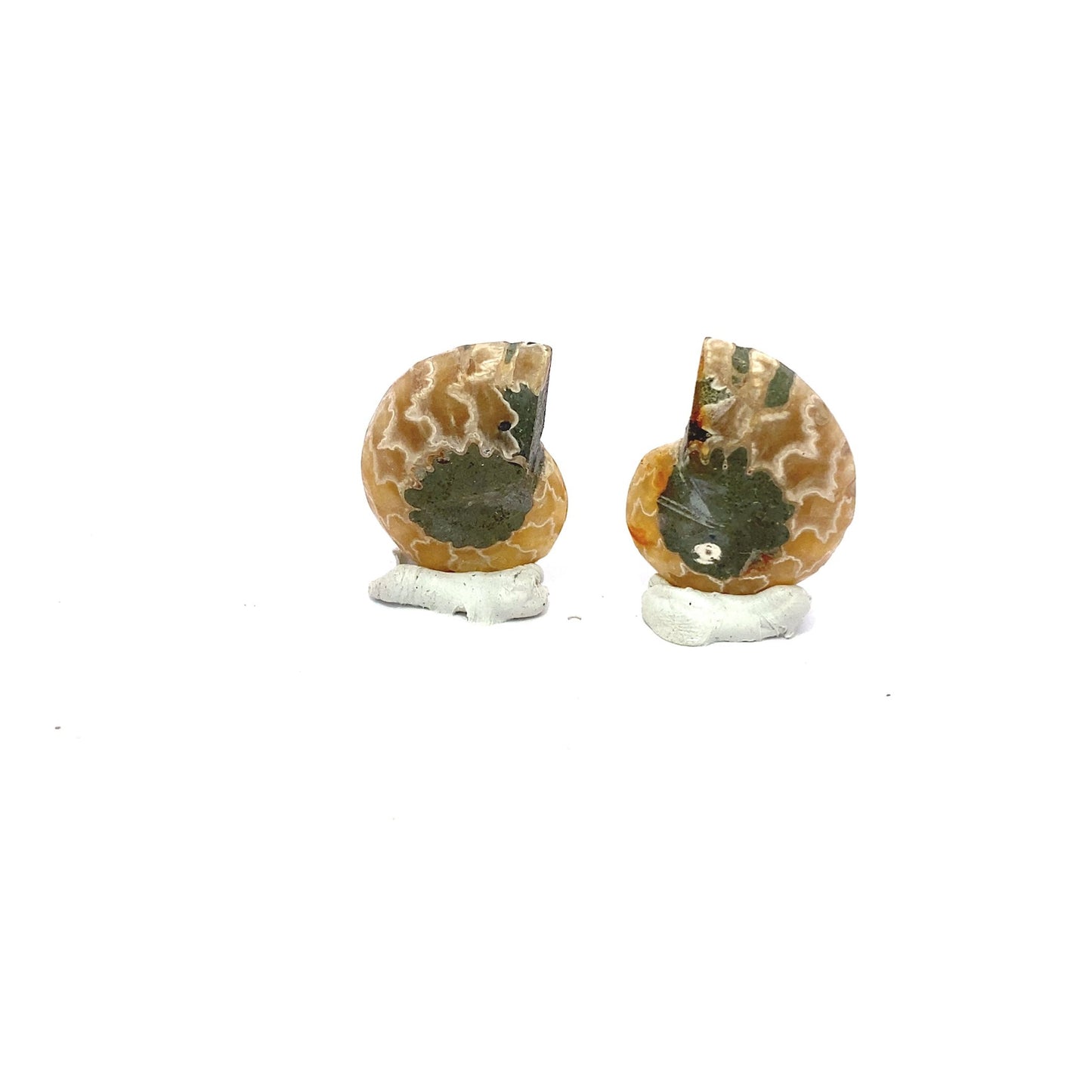 30mm Fossil Ammonite - Madagascar