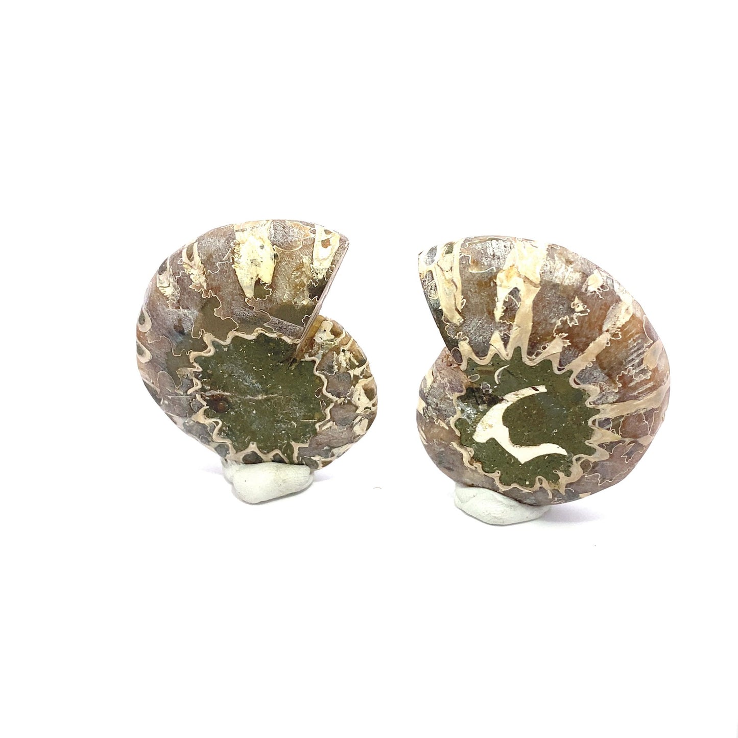 50mm Fossil Ammonite - Madagascar