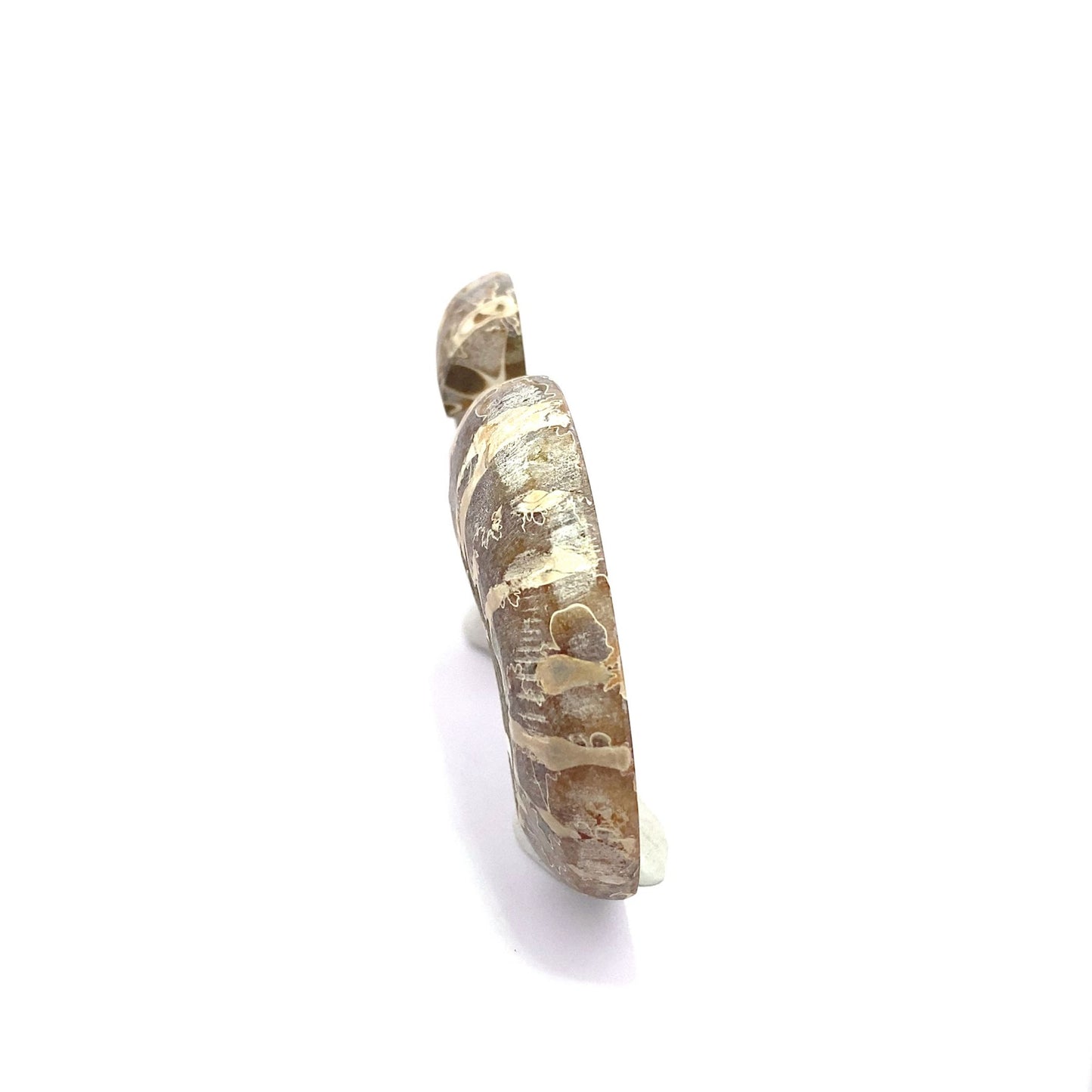 50mm Fossil Ammonite - Madagascar