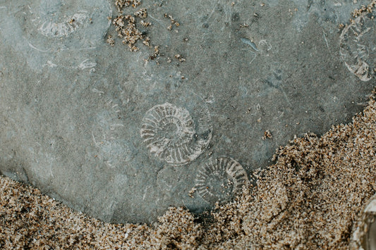 Unearthing Australia's Ancient Treasures: A Comprehensive Guide to Fossils