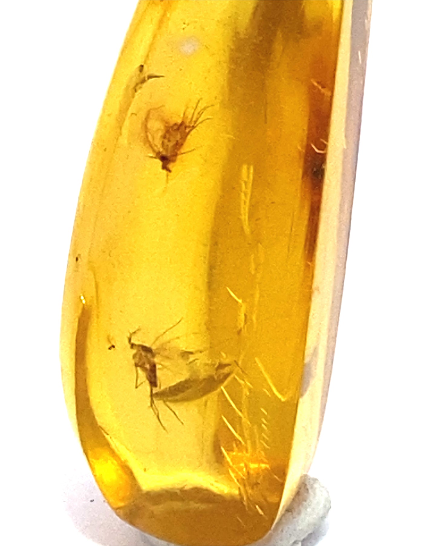 Amber with Insects from Chiapas, Mexico
