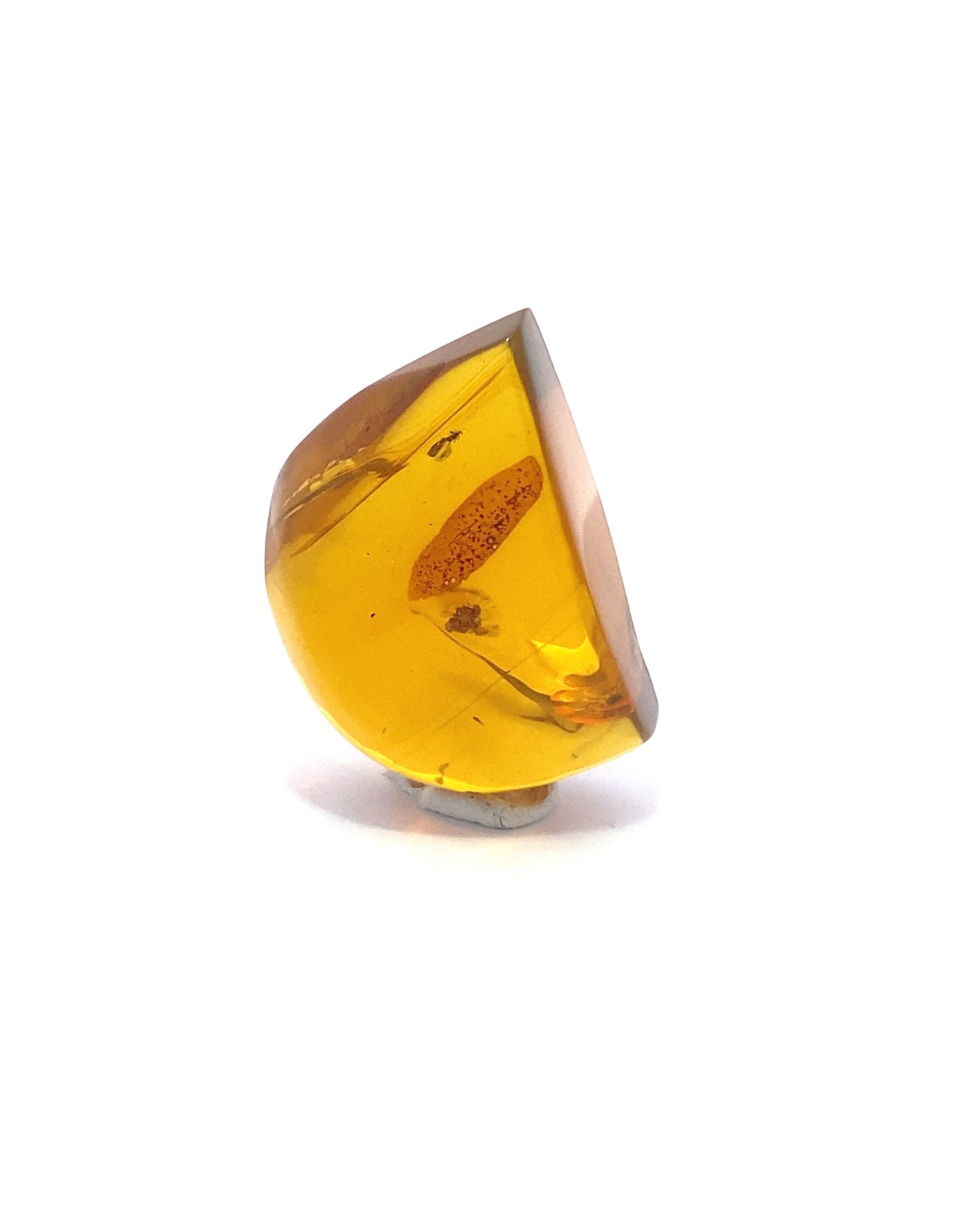 Amber with Insects from Chiapas, Mexico