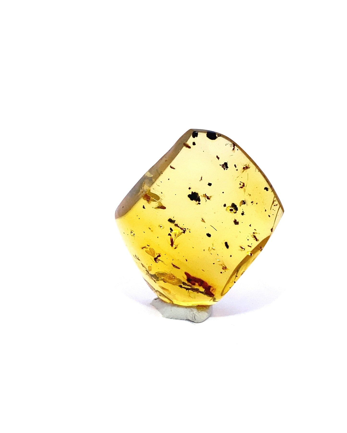 Amber with Insects from Chiapas, Mexico
