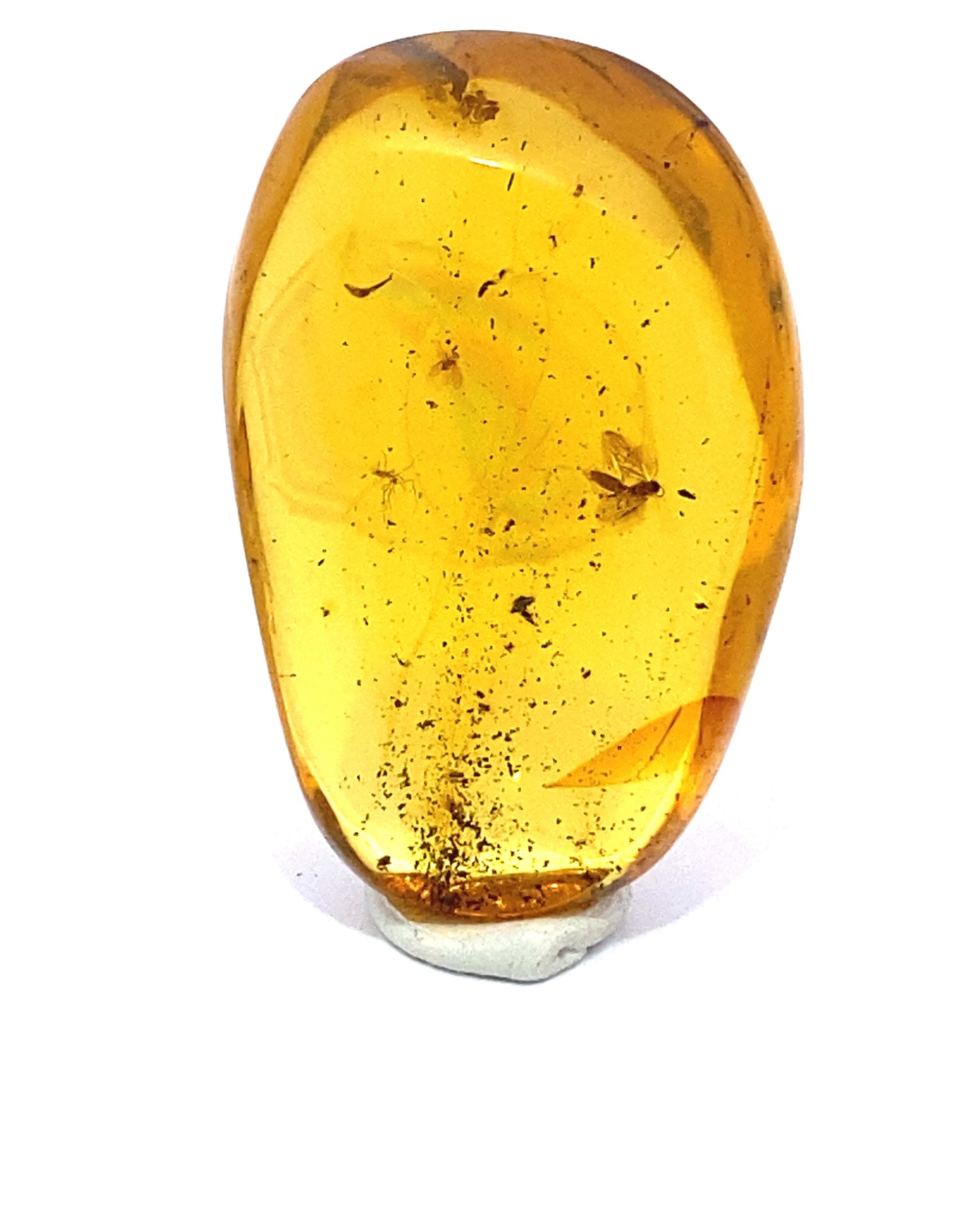 Amber with Insects from Chiapas, Mexico