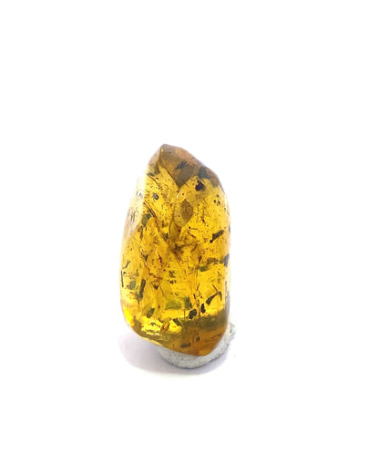 Amber with Insects from Chiapas, Mexico