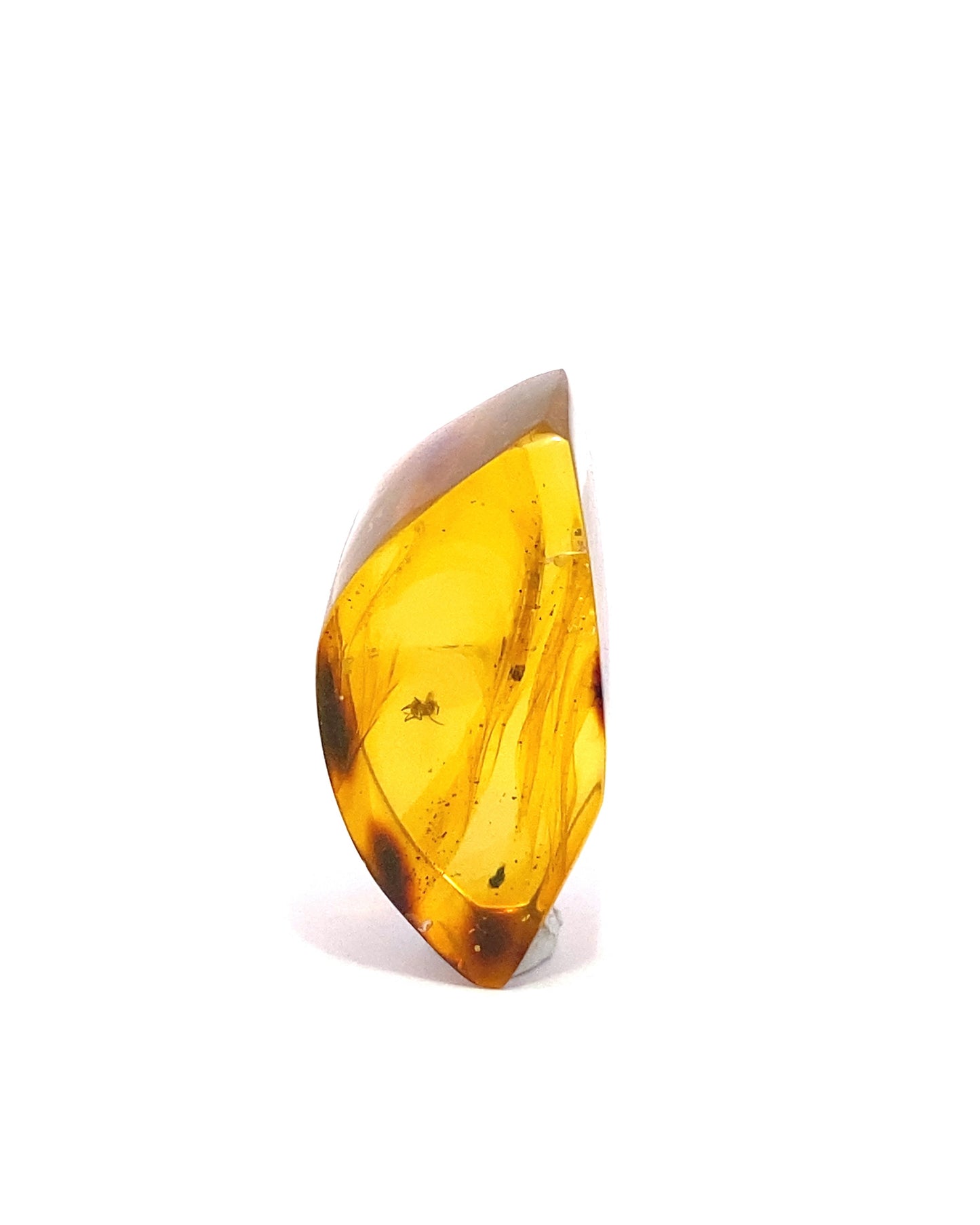 Amber with Insects from Chiapas, Mexico