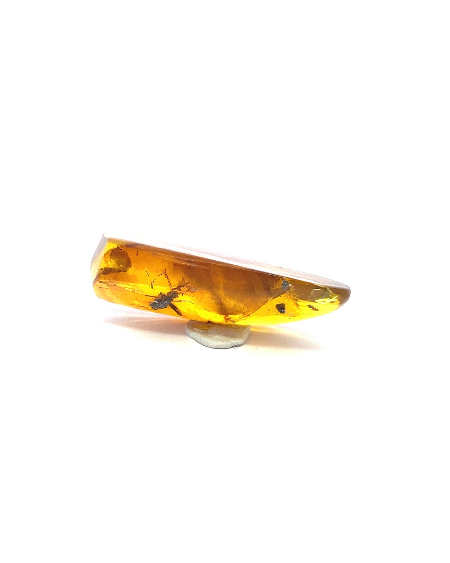 Amber with Insects from Chiapas, Mexico