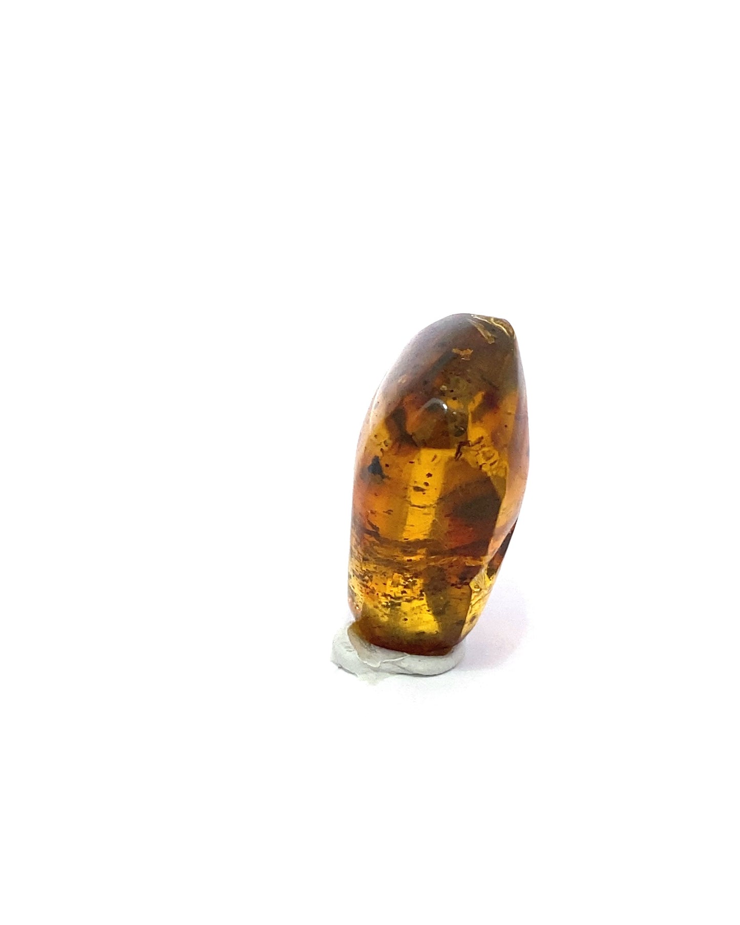 Amber with Insects from Chiapas, Mexico