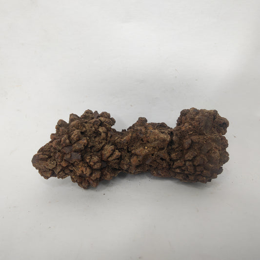 Croprolite - Fossil Dinosaur Poop - Madagascar