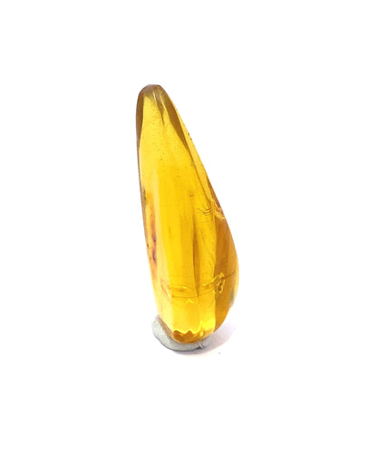 Amber with Insects from Chiapas, Mexico