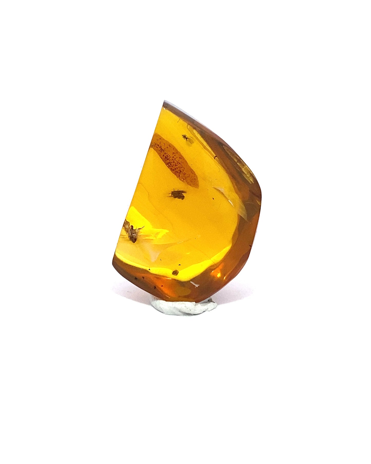 Amber with Insects from Chiapas, Mexico