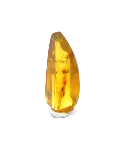 Amber with Insects from Chiapas, Mexico