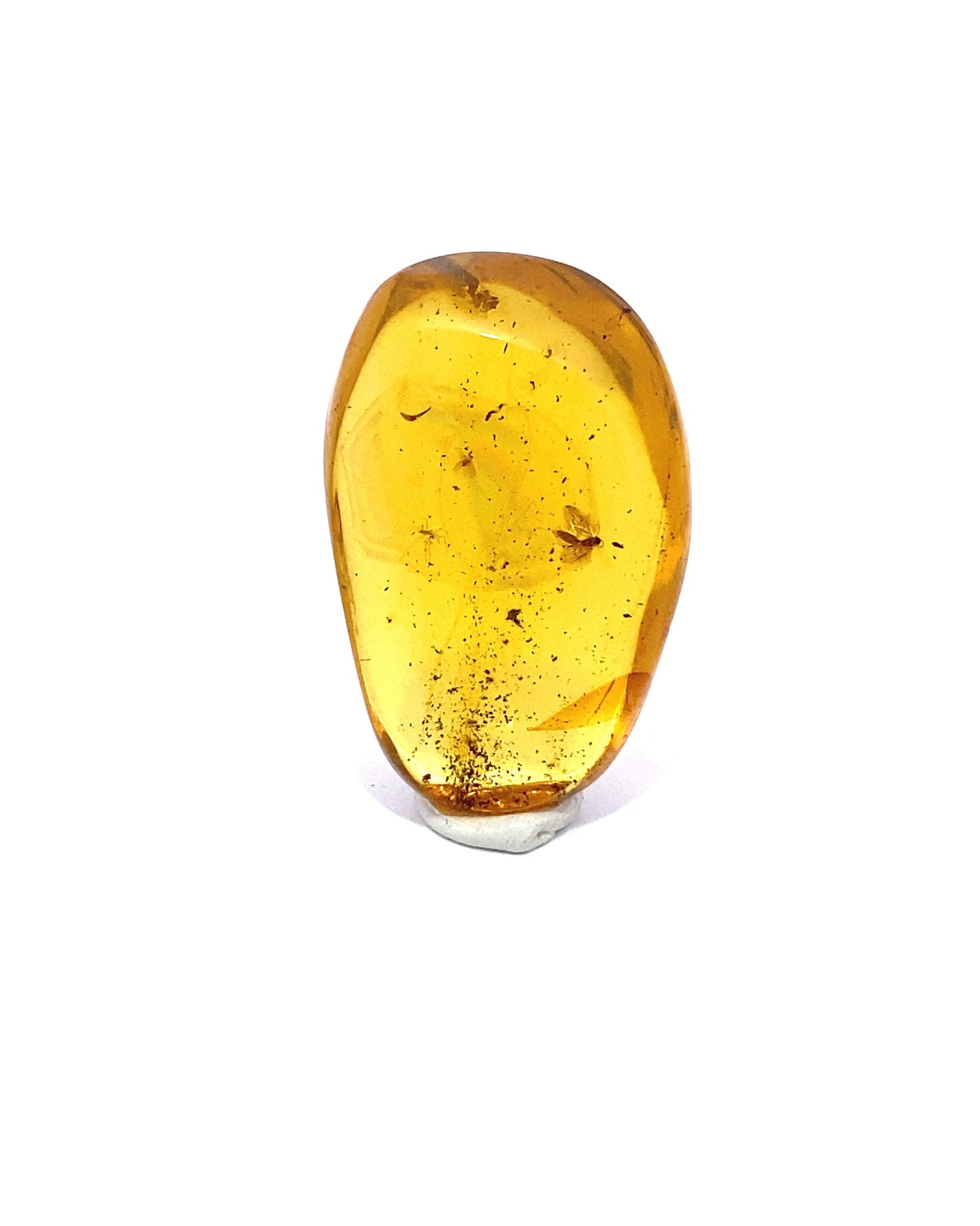 Amber with Insects from Chiapas, Mexico