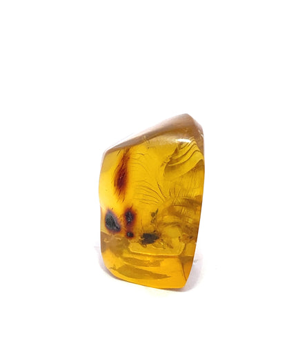 Amber with Insects from Chiapas, Mexico