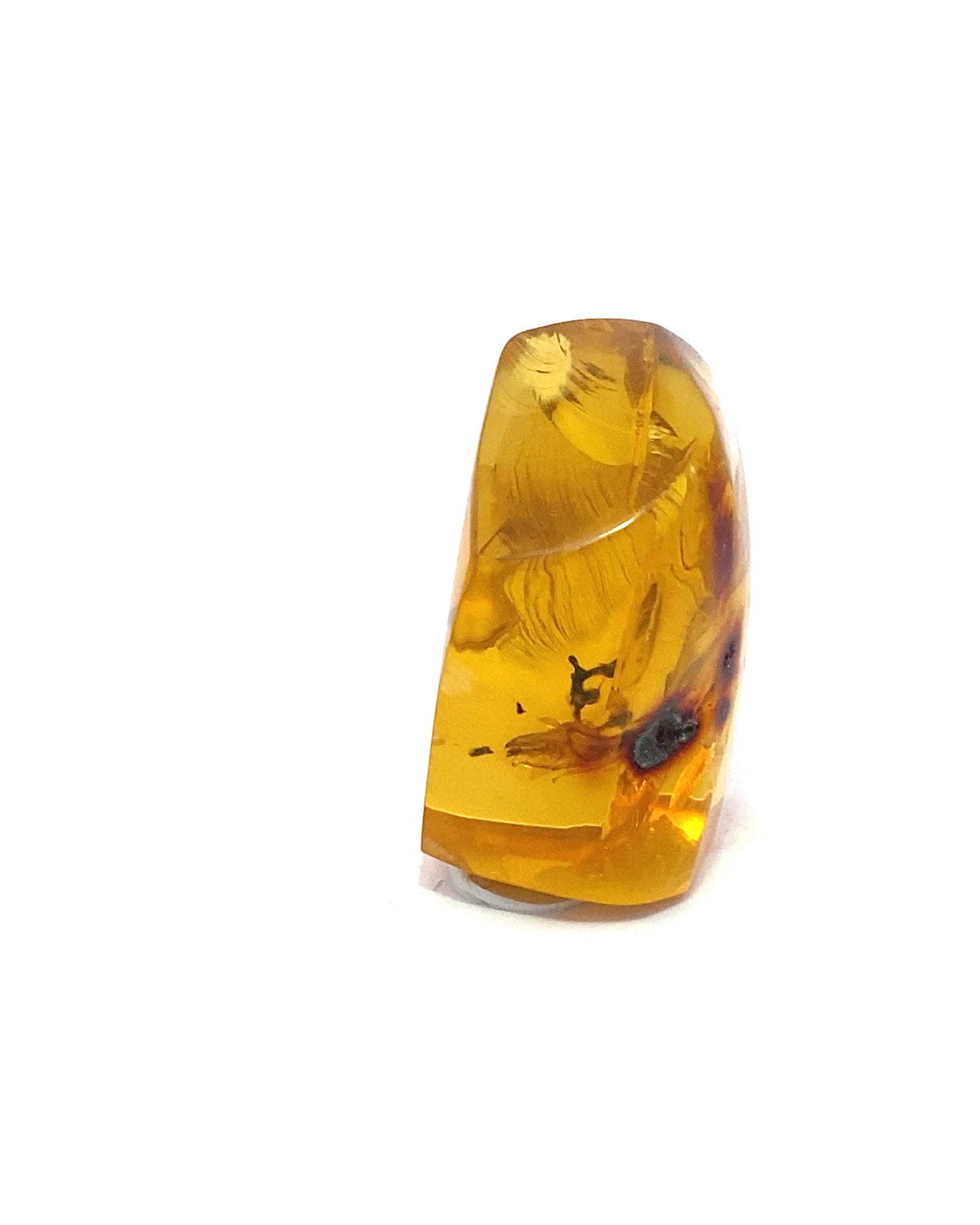 Amber with Insects from Chiapas, Mexico