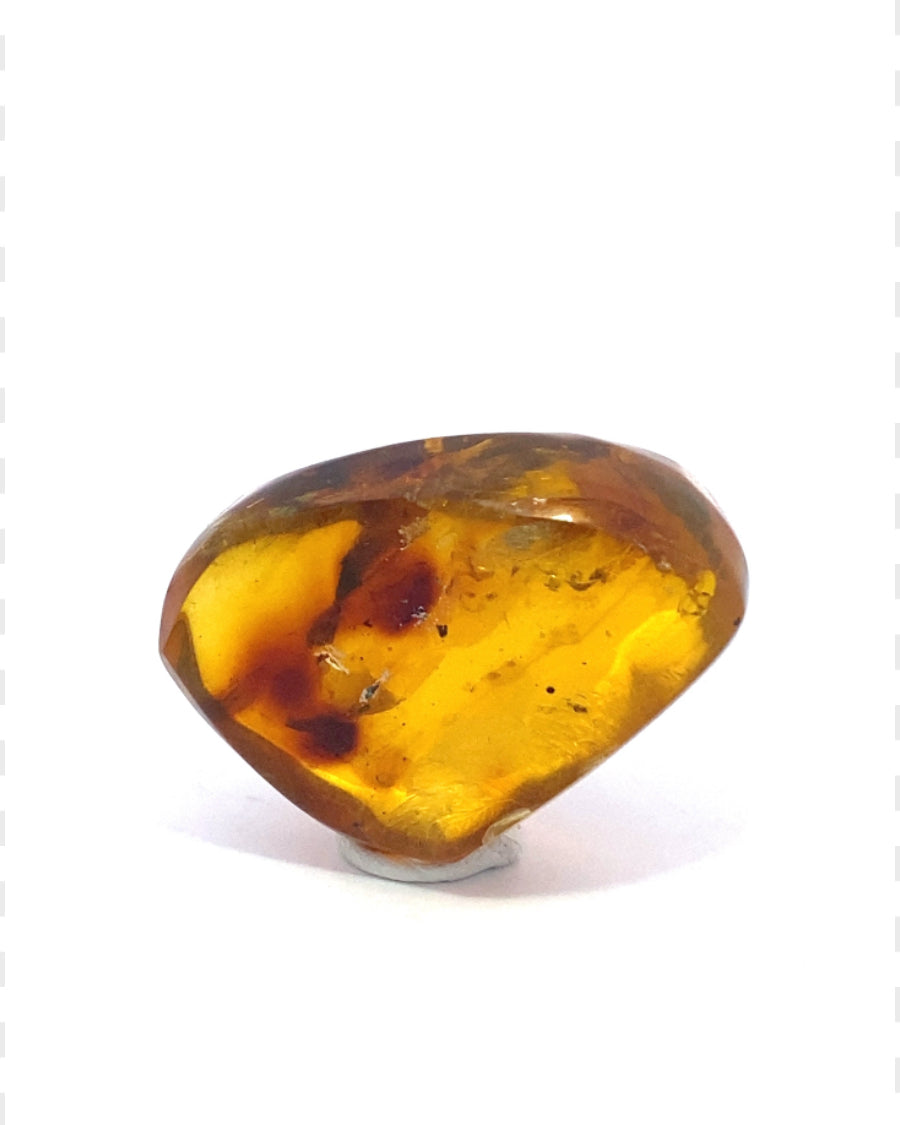 Amber with Insects from Chiapas, Mexico