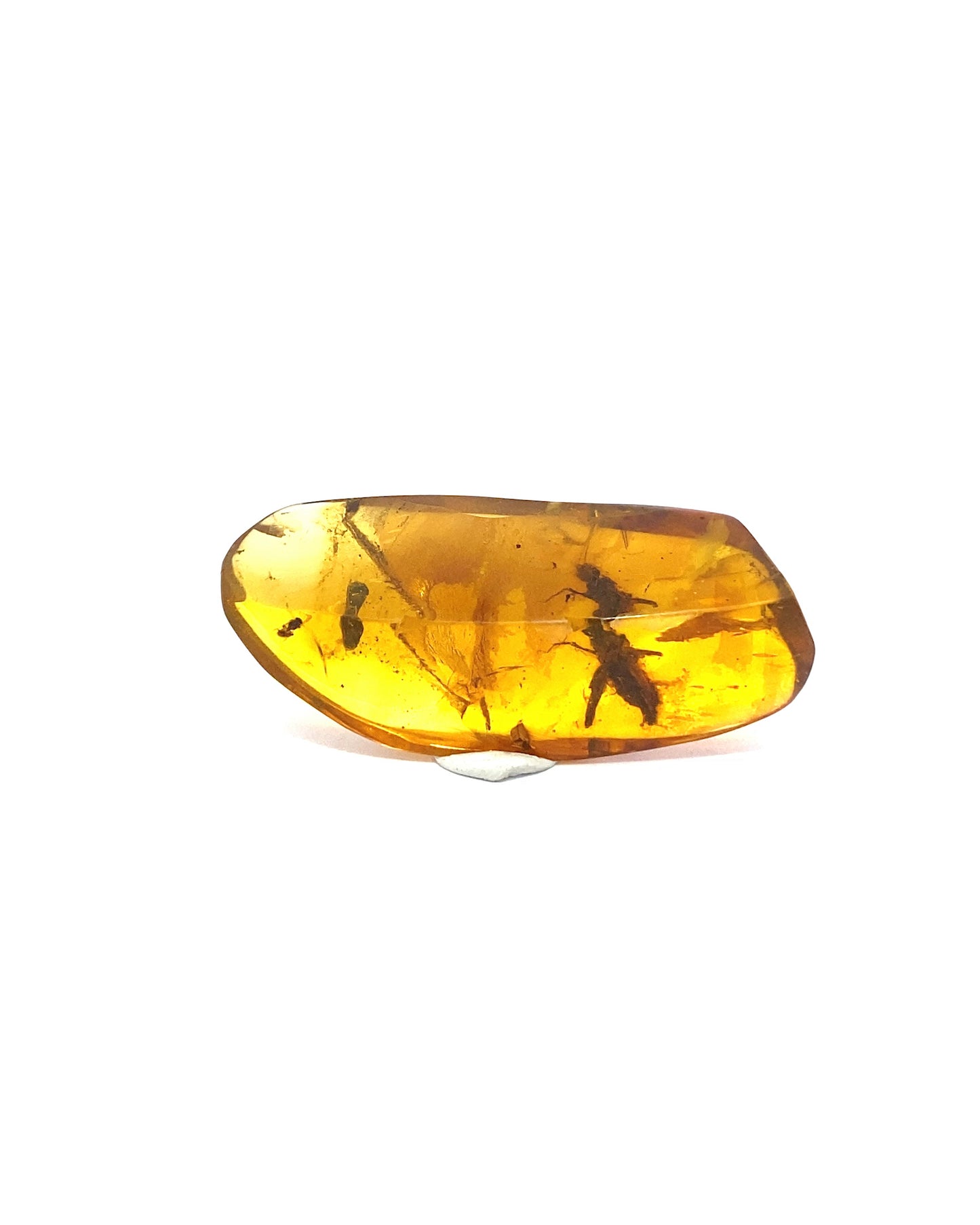 Amber with Insects from Chiapas, Mexico