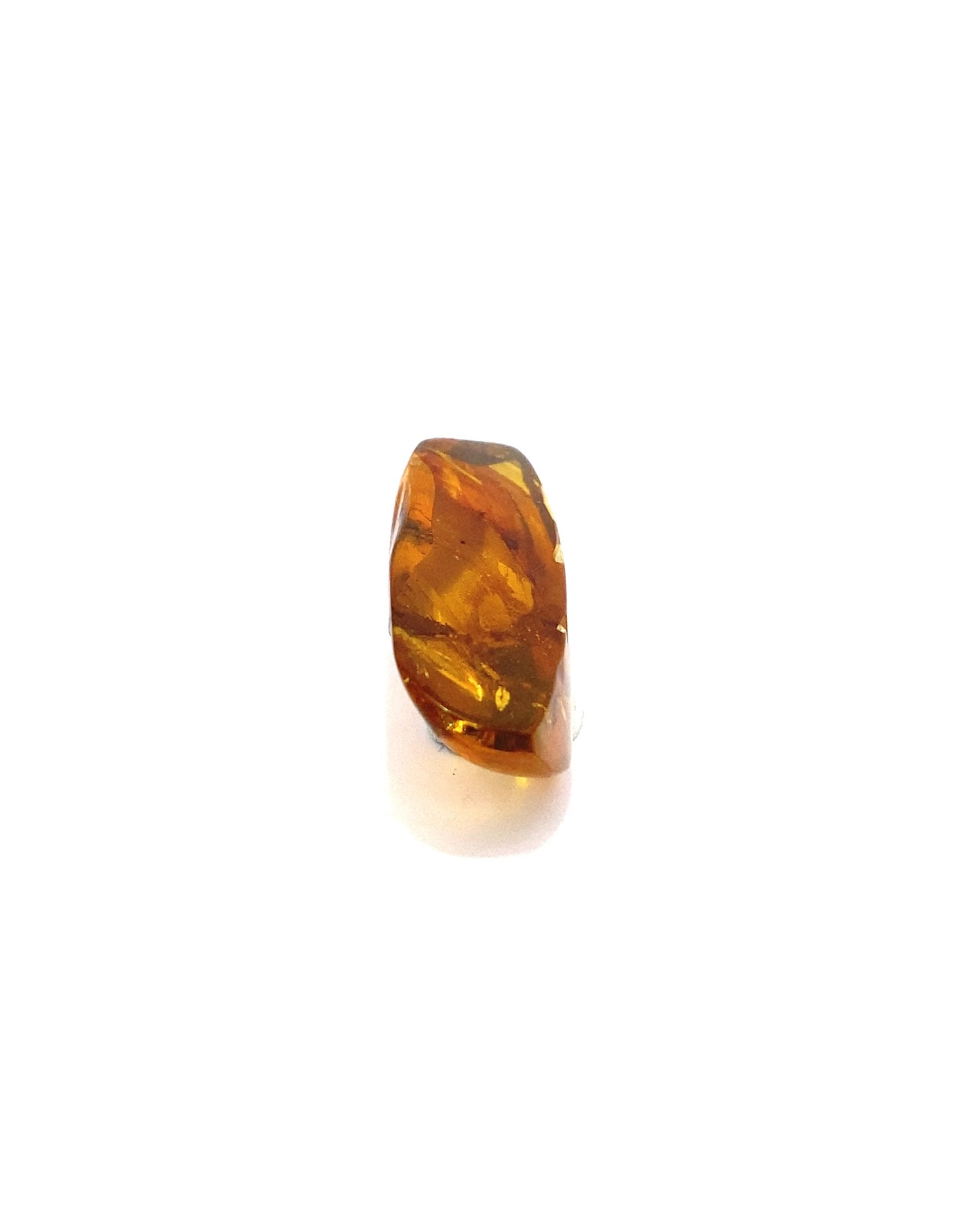 Amber with Insects from Chiapas, Mexico
