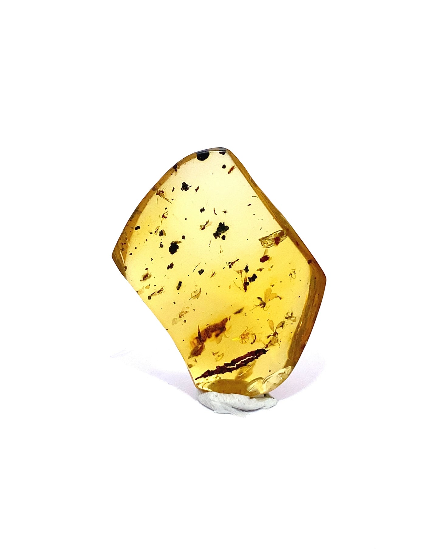 Amber with Insects from Chiapas, Mexico