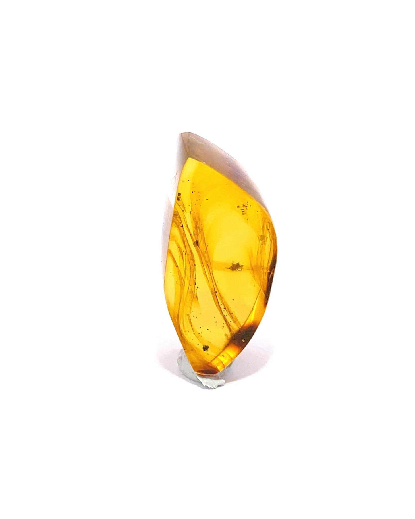 Amber with Insects from Chiapas, Mexico