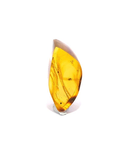 Amber with Insects from Chiapas, Mexico