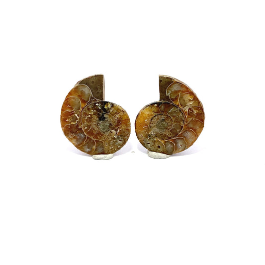 35mm Fossil Ammonite - Madagascar