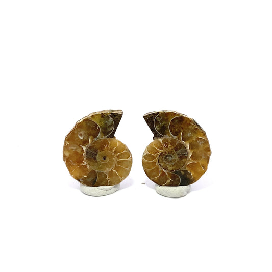 30mm Fossil Ammonite - Madagascar