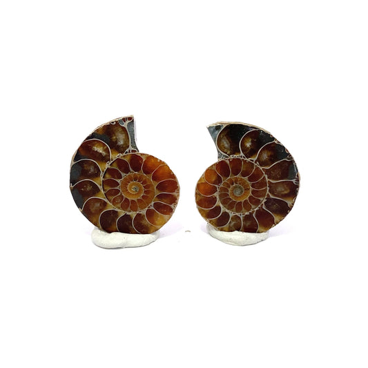 32mm Fossil Ammonite - Madagascar