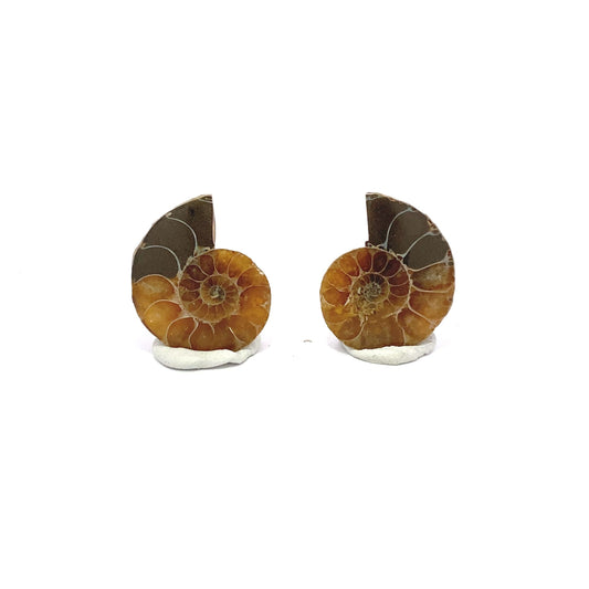 25mm Fossil Ammonite - Madagascar