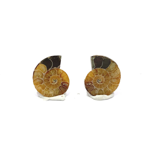 25mm Fossil Ammonite - Madagascar