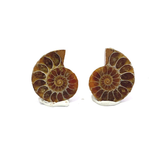 30mm Fossil Ammonite - Madagascar