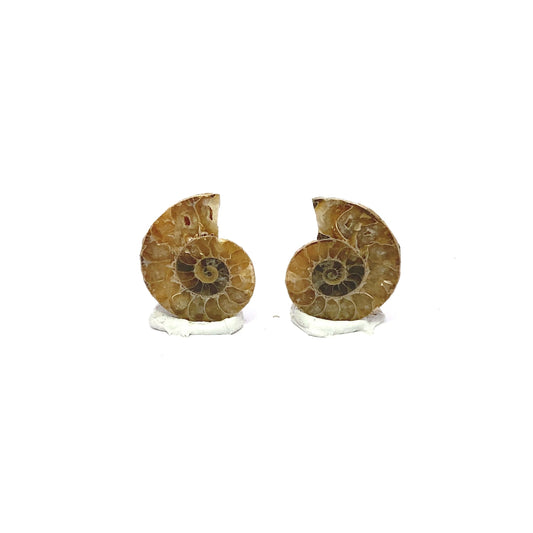 25mm Fossil Ammonite - Madagascar
