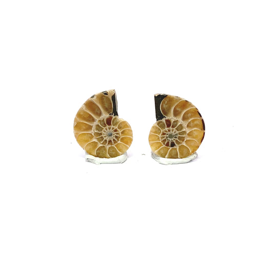 30mm Fossil Ammonite - Madagascar
