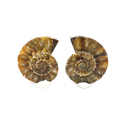 50mm Fossil Ammonite - Madagascar