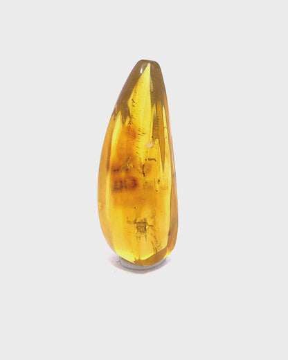 Amber with Insects from Chiapas, Mexico