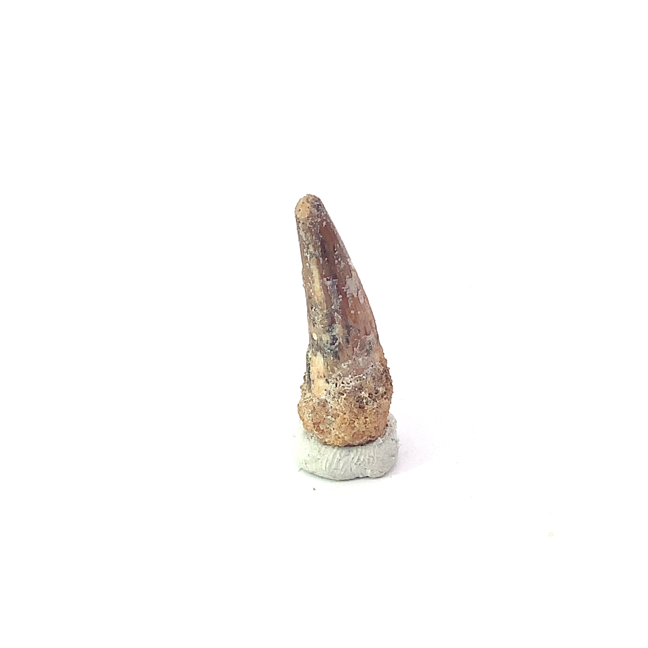 Spinosaurus 2,43 dent enracinée avec - Kem Kem Beds Spinosaurus 2,43 dent enracinée avec - Kem Kem Beds